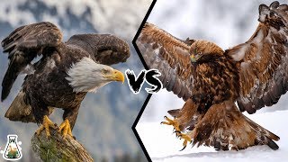 BALD EAGLE VS GOLDEN EAGLE  Which is more powerfull [upl. by Ilac]