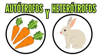 🐔 AUTÓTROFOS y HETERÓTROFOS su alimentación clasificación definición nutrición biología [upl. by Haimerej721]