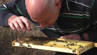 Frühjahrsputz am Bienenstand [upl. by Othilia486]