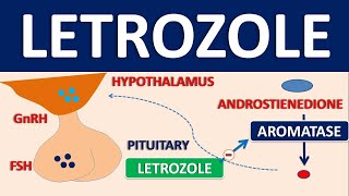 Letrozole  Mechanism side effects precautions and uses [upl. by Belvia602]