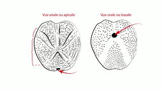 TP Paléontologie L2  Les Echinodermes par Mme RuaultDjerrab [upl. by Lladnarc]