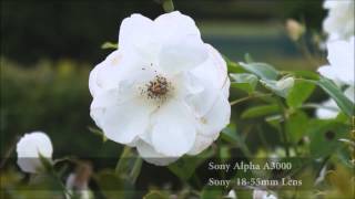 Sony Alpha A3000 Video Test [upl. by Esinehc]