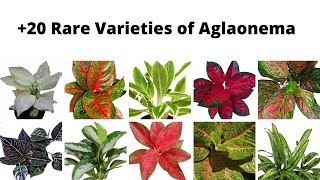 20 Varieties of Aglaonema Plant  Beautiful Chinese Evergreen with names Aglaonema Identification [upl. by Harak]