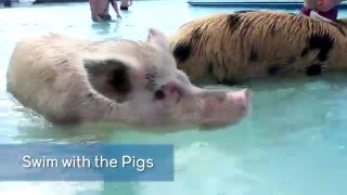 Swim With The Pigs in Exuma from Nassau [upl. by Hammond]