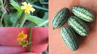 Mouse Melons cucamelon a tasty amp easy to grow sour gherkin [upl. by Cates]