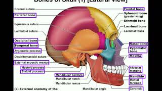 Anatomy  The Human Skull [upl. by Assirrem]