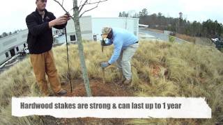 Tree Staking 🌴How to secure a newly planted tree [upl. by Veejar]