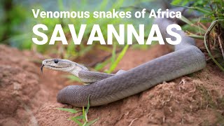 The venomous snakes of Africa  SAVANNAS Boomslang Rinkhals spitting cobras Black mamba [upl. by Vashtee]