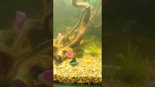 Feeding Fish Tips for Happy Healthy Aquatic Pets [upl. by Lleksah]