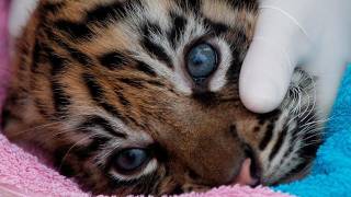 Tiger cubs check up [upl. by Katlin375]