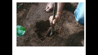 Soil sampling in coffee plantation Kannada [upl. by Aillemac745]