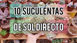 10 Suculentas de sol directo Jardín Suculento [upl. by Dymphia]