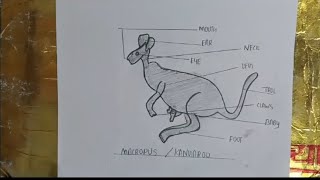 easy diagram of kangaroomacropusmacropus kangarooeasydiagramofkangaroo easydiagramdiagramvedio [upl. by Oiludbo]