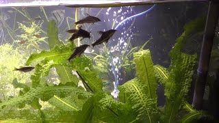 Corydoras Barbatus and Japanese Rice Fish Eggs  Fish Room Update Ep 52 [upl. by Netsruk]