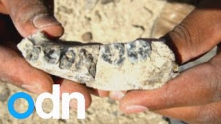 Oldest human fossil remains found [upl. by Michiko]