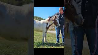 HF Dawns Millimillenary  Gypsyvanner horse horsefeathersfarm filly foal [upl. by Ellett]