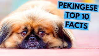 Pekingese  TOP 10 Interesting Facts [upl. by Ammeg]