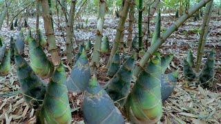 How to Grow Bamboo to Harvest Fast Bamboo Shoots  Easy and Effective  Agriculture Technology [upl. by Brufsky781]