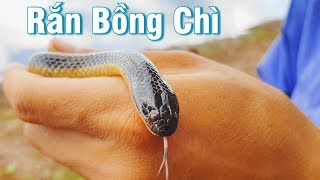 Rắn bồng chì loài rắn nước nhỏ và vô hại enhydris  a smallharmless snake spicy [upl. by Calan654]