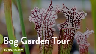 Bog Garden Tour  Sarracenia Venus Flytraps and More Carnivorous Plants [upl. by Bender]