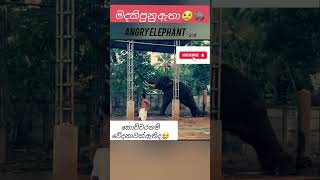 එයාව මෙල්ල කරගන්න තියෙන අමාරුව 💔 Angry Elephant 😠  shorts india srilanka elephant [upl. by Larimore523]