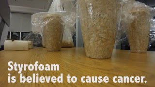 Mycelium Time Lapse [upl. by Eisserc]