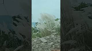 Cortaderia selloana White feather grass of IndiaOrnamental fountain grass found at roadside [upl. by Oigolue947]