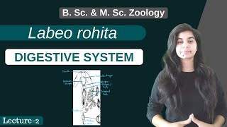 Labeo rohita  DIGESTIVE SYSTEM  Part 2  B Sc amp M Sc  Zoology [upl. by Hepsoj538]