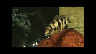 HAPLOCHROMIS MILOMO CICHLID FISH [upl. by Euk988]