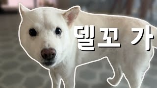 말대꾸 하는 강아지 자막 싱크로율 200 [upl. by Enerahs]