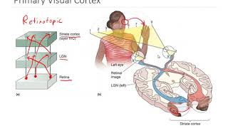 OSSM Neuro Chapter 10  Primary Visual Cortex [upl. by Airdnax]