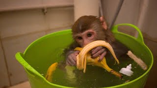 baby monkey eating bananas in a bucket｜There is a lot of food in the chin！monkey coco [upl. by Joya]