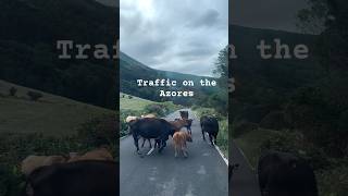 Traffic on the azores travel [upl. by Ramalahs]