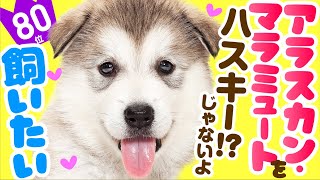 ❤️人気80位【アラスカン・マラミュートってどんな犬？】子犬の価格や性格、寿命、飼いやすさは？ カワイイ動画でチェック！ [upl. by Glenn]