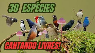 30 ESPÃ‰CIES DE AVES BRASILEIRAS CANTANDO LIVRES Edinei Oliveira [upl. by Idolah]