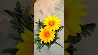 गज़ानिया में ये फ्री खाद डालो खिलेंगें सैकड़ो फूल Home made free fertilizer for Gazania shorts खाद [upl. by Yvette]