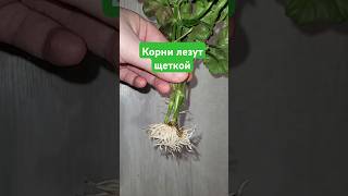 ЖАЛЕЮ ЧТО не укореняла так ГЕРАНЬ раньше корни лезут щеткой и быстро plants [upl. by Racklin]