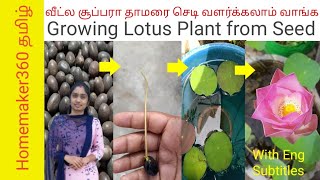 Growing Lotus Plant from Seed  விதையில் இருந்து தாமரை செடி வளர்க்கலாம் வாங்க  Grow Lotus from Seed [upl. by Ahsercul]