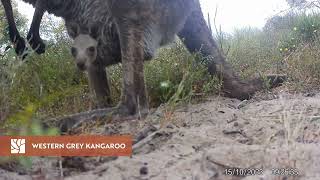 Watch footage from the remote cameras at Coorong Lakes [upl. by Salim]