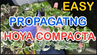 Propagating HOYA COMPACTA start to finish REAULTS carnosa hindu rope variegated how to propagate [upl. by Mosa]