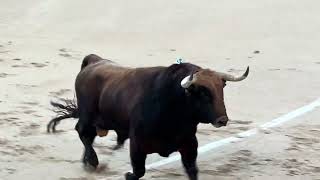 Salida 5º toro de PEDRAZA DE YELTES quotBURRACOMGquot  2junio2024  Las Ventas [upl. by Erfert565]