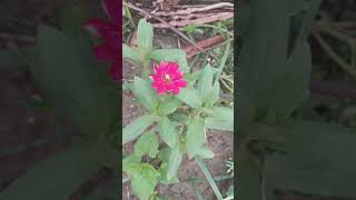 Zinia flower plant in my Garden [upl. by Tobias312]