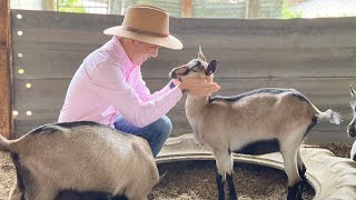 Caprinocultores  Razas de cabras  Saanen Alpino Francés  Toggenburg  Granja de CABRAS lecheras [upl. by Buford675]