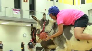 Donkey Basketball [upl. by Stroup]