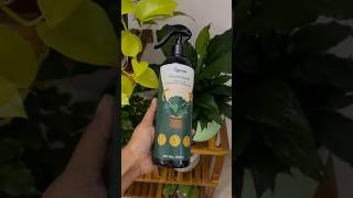 How to take care peace lily plant peace lily care tipshow to grow healthy peace lily plant🪴plants [upl. by Ernestine648]