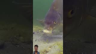 Wonderful😲 fishing fish carp carpfishing catchandrelease underwater underfishing fail [upl. by Inilahs]