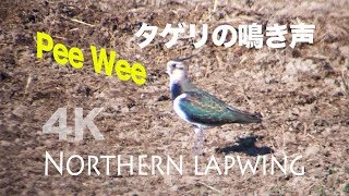 野鳥撮影・ 野鳥動画・タゲリの鳴き声 quotPee Weequot [upl. by Jaddan166]