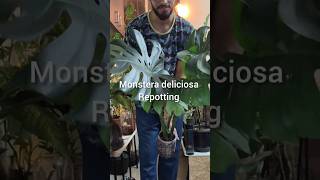 Monstera deliciosa repotting 🍀 plant care plants mosspole monstera [upl. by Maidel]