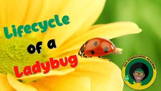 Ladybug Life Cycle  All about Ladybugs [upl. by Aiotal]