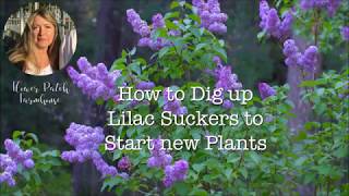 Propagate Lilac Shoots or Suckers  Easiest Way to Start Lilacs [upl. by Og897]